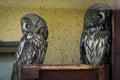 Owls in a Russian zoo.